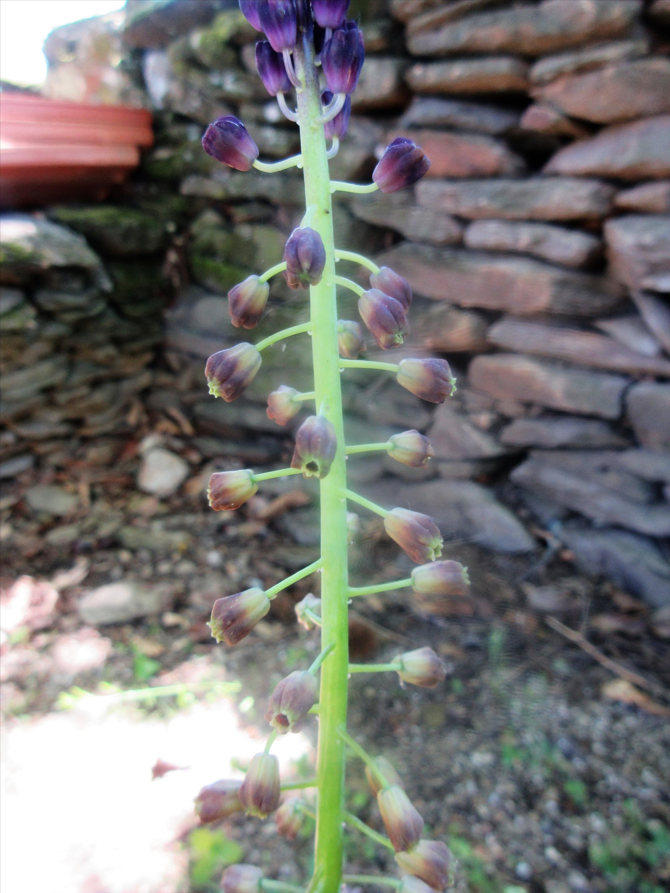 Cette plante est surprenante lorsqu'on l'observe de plus près : ses fleurs violettes sont en épi, elle dispose au bas de sa tige de feuilles allongées, étroites, repliées en gouttière. L’inflorescence est un mélange de fausses fleurs violettes hérissées (stériles) à son sommet et de fleurs fertiles, aux couleurs plus ternes, disposées en grappes pendantes en dessous. Muscari comosum (Muscari à toupet) appartient à la famille Asparagaceae, c’est une vivace.