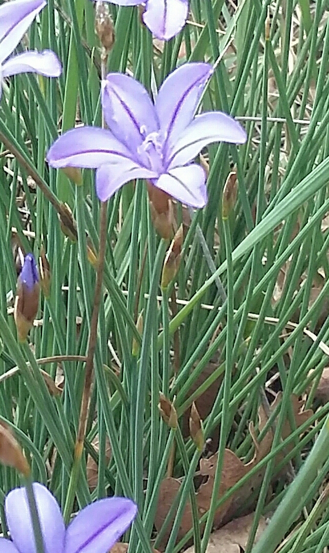 aphyllanthe (tige sans feuilles)