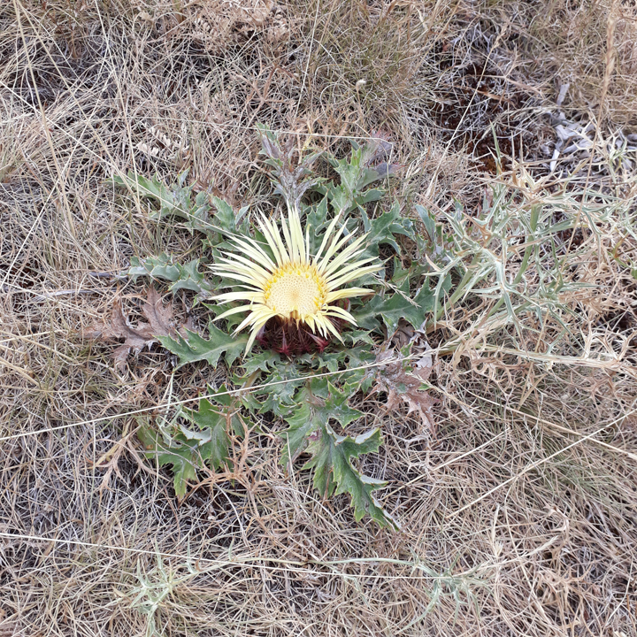 Annexe Chardon ras des balkans Grèce ??.jpg