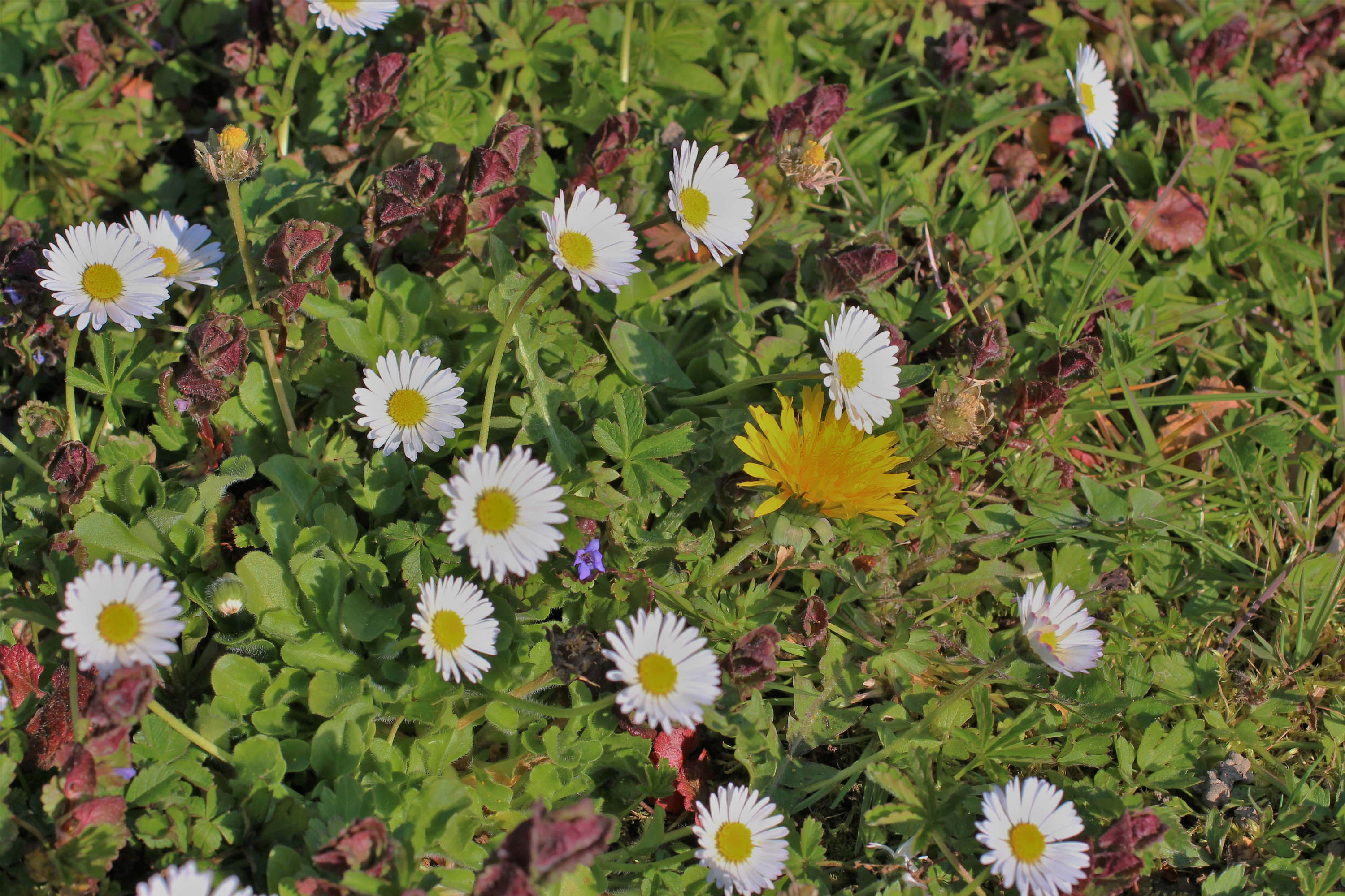 Annexe Fleurs du jardin.jpg