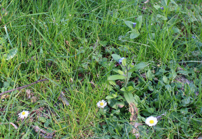 Annexe pelouse (3).PNG