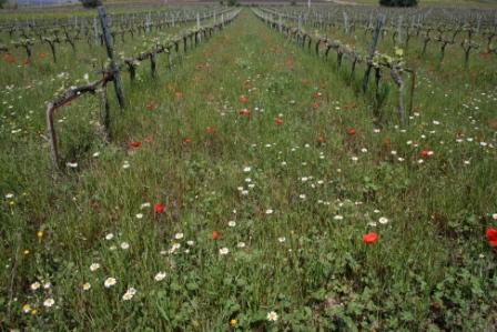 Annexe IMG_0251 - Copie.JPG