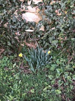 Annexe IMG_4798d.jpg