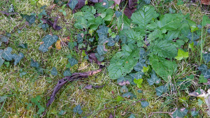 Annexe biodiversité.jpg