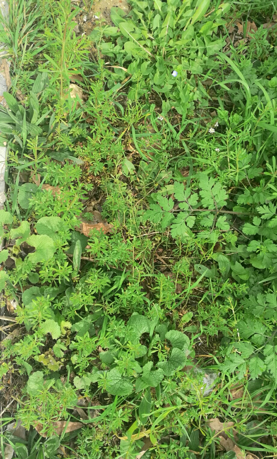 Annexe Biodiversité .jpg