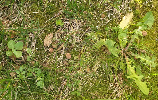 Annexe 90749486_254435768908386_644839655312719872_n (1).jpg