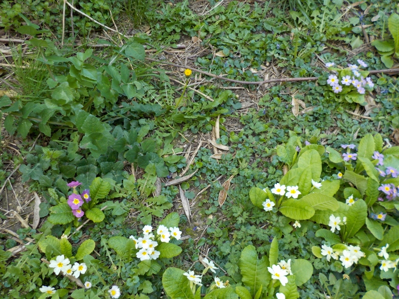 Annexe DSCN0994 (800x600).jpg