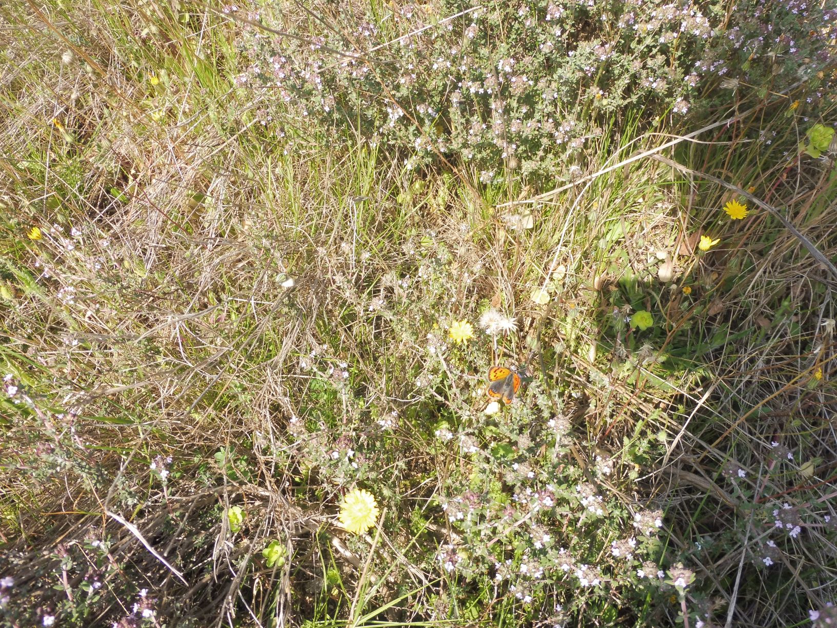 Annexe garrigues.JPG