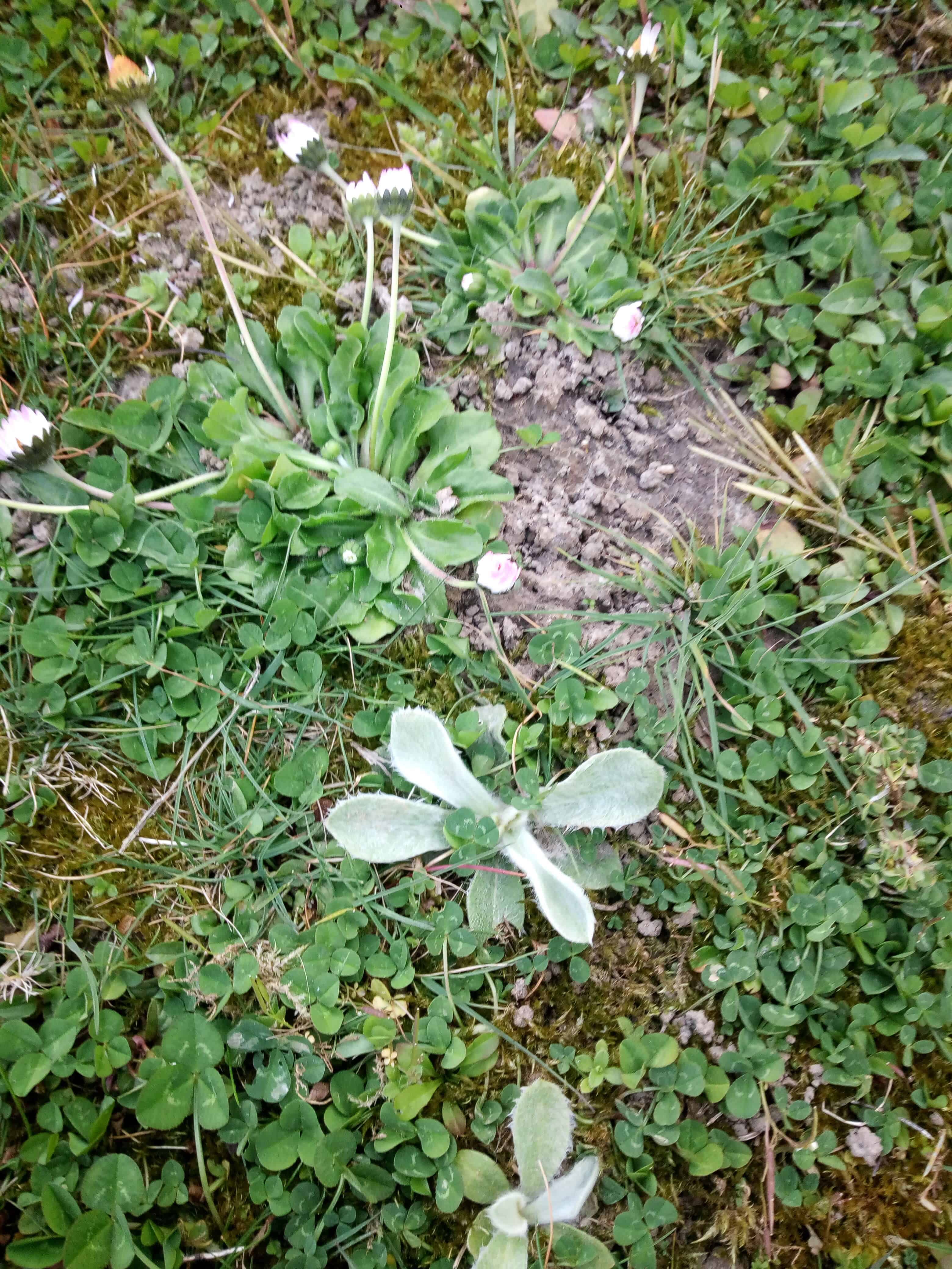 Annexe IMG_20200326_175338.jpg