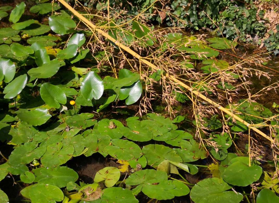 Annexe Screenshot_20200326_191954.jpg