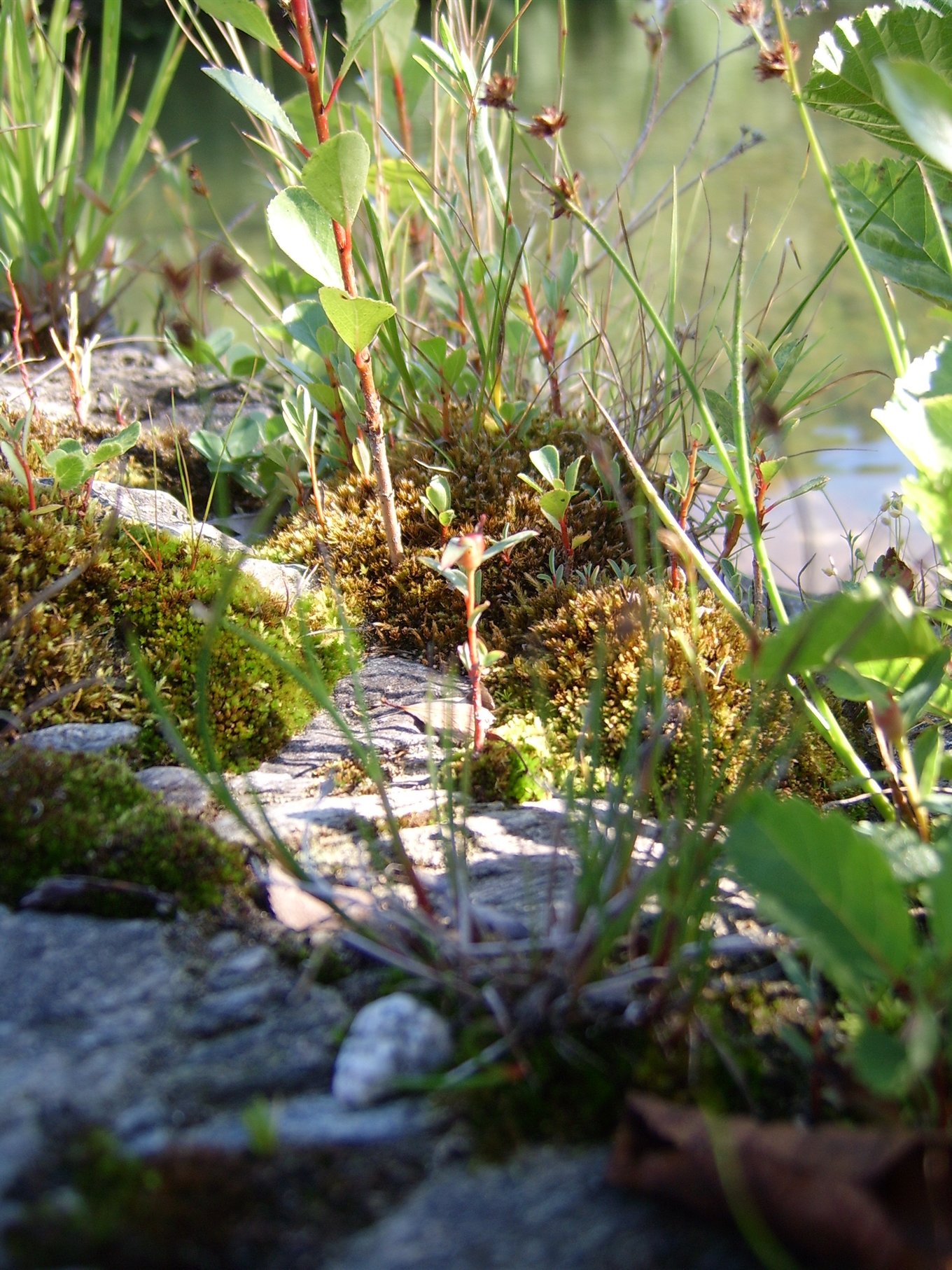 Annexe RDGHV 110.jpg