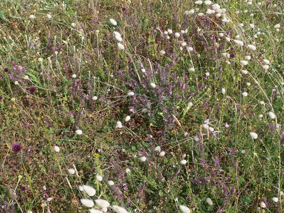 Annexe Plantes de dunes