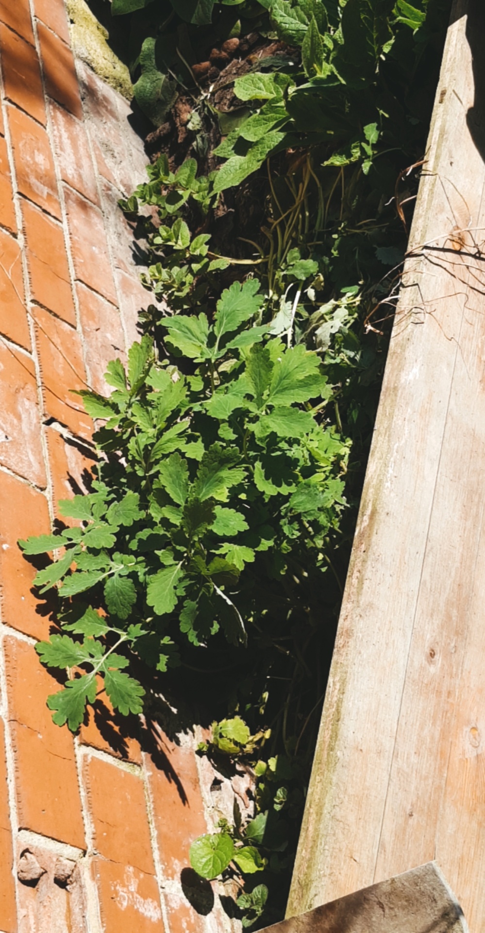 Annexe Jardin27-03-20.jpg