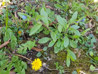 Annexe biodiversite_s.jpg