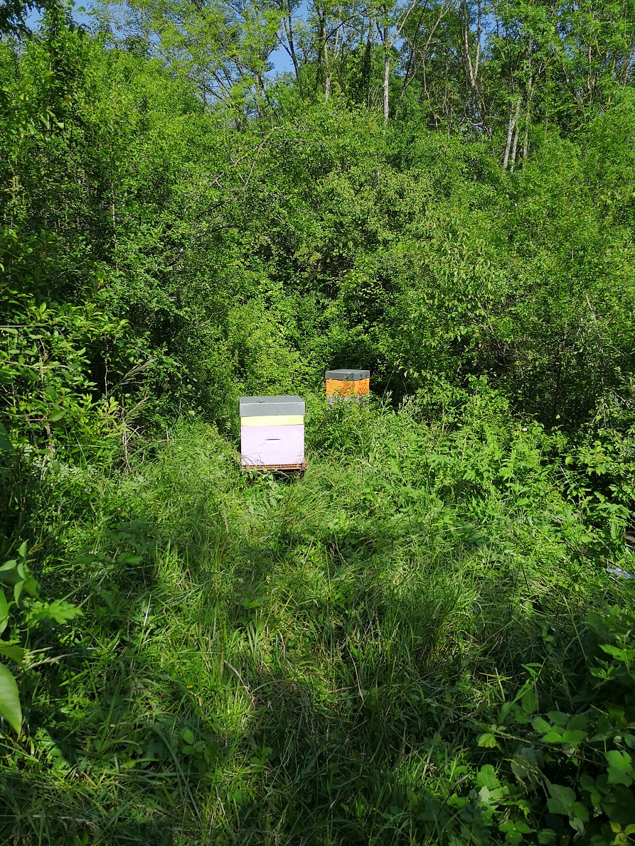 Annexe IMG_20180602_171544-2.jpg