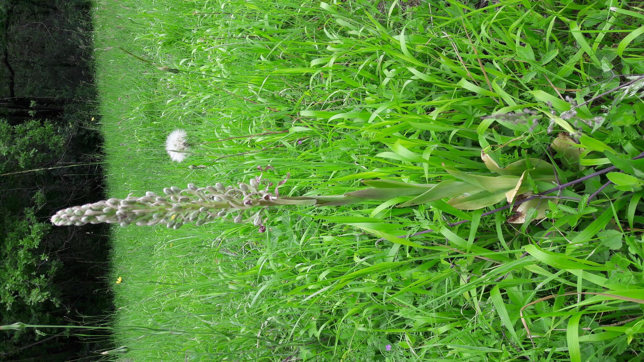Annexe orchis bouc.jpg
