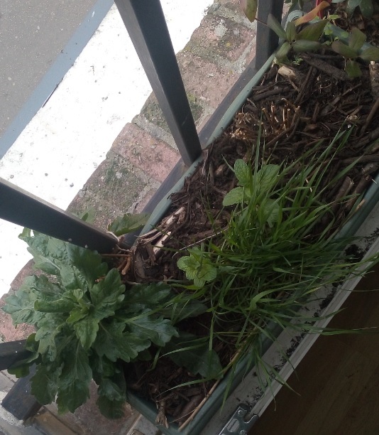 Annexe biodiversité jardinière.jpg