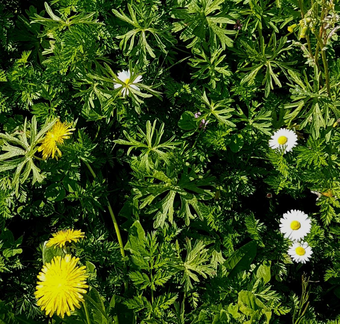 Annexe 20200327_122414.jpg