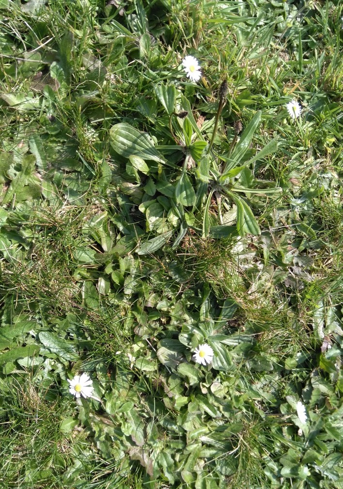 Annexe diversité.jpg