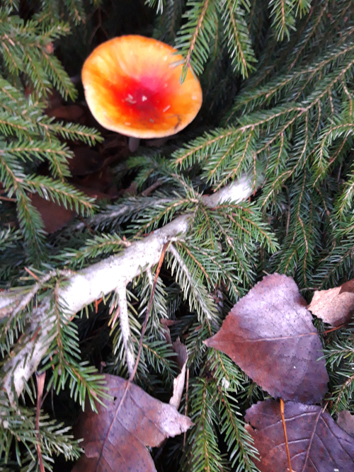 Annexe biodiversité.jpg