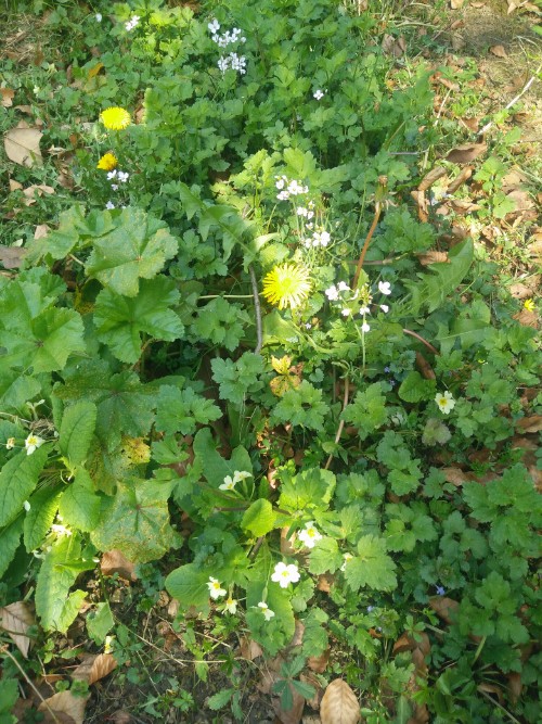 Annexe IMG_20200327_142424.jpg