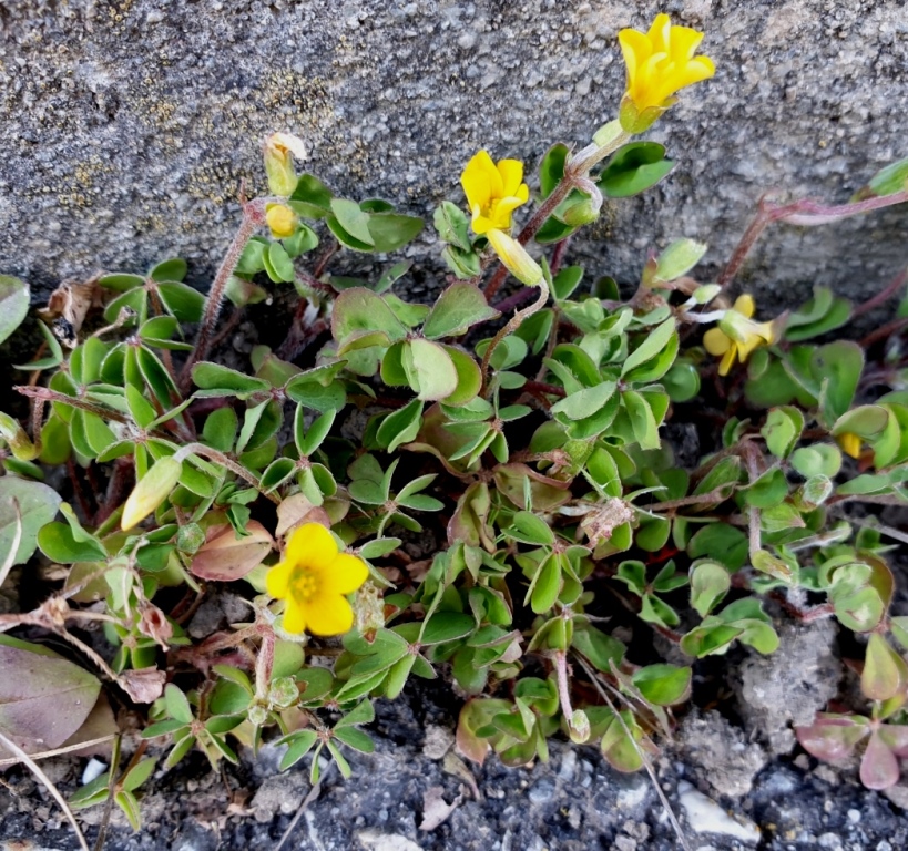 Annexe 20200322_Oxalis corniculata=Oxalis jaune.jpg