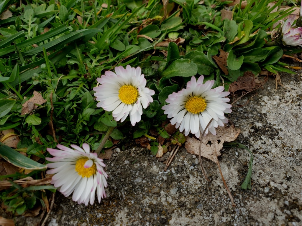 Annexe 20200325_Bellis perenis=Pâquerette vivace.jpg
