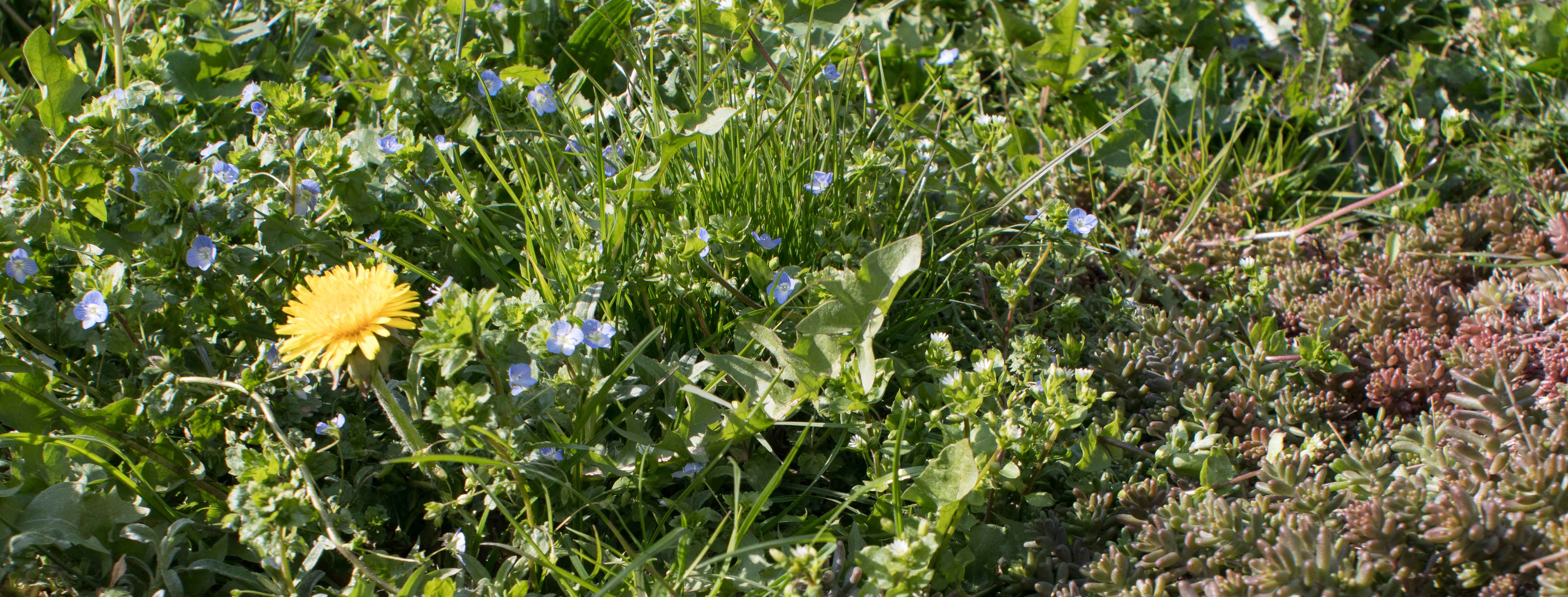 Annexe Veronica persica-1-2.jpg