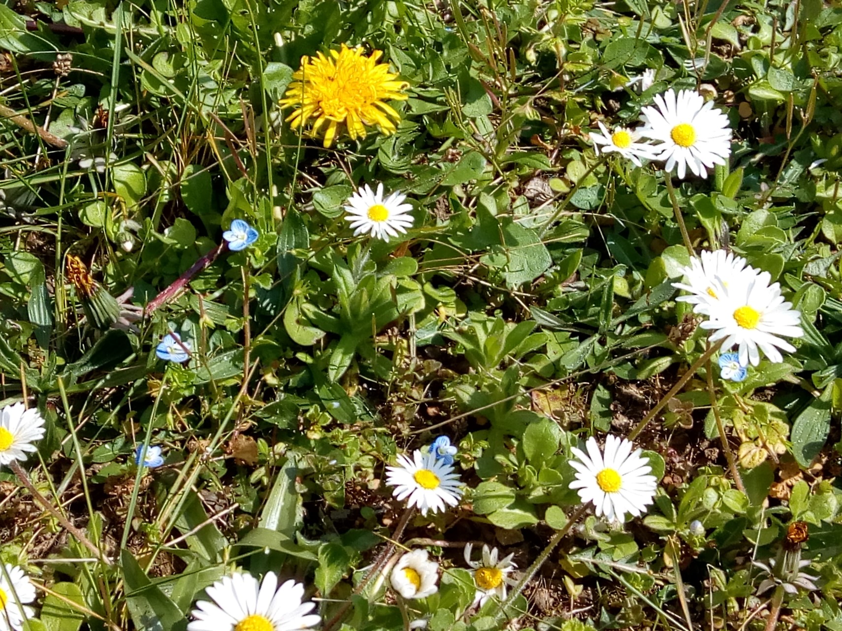 Annexe biodiversité de fleurs.jpg