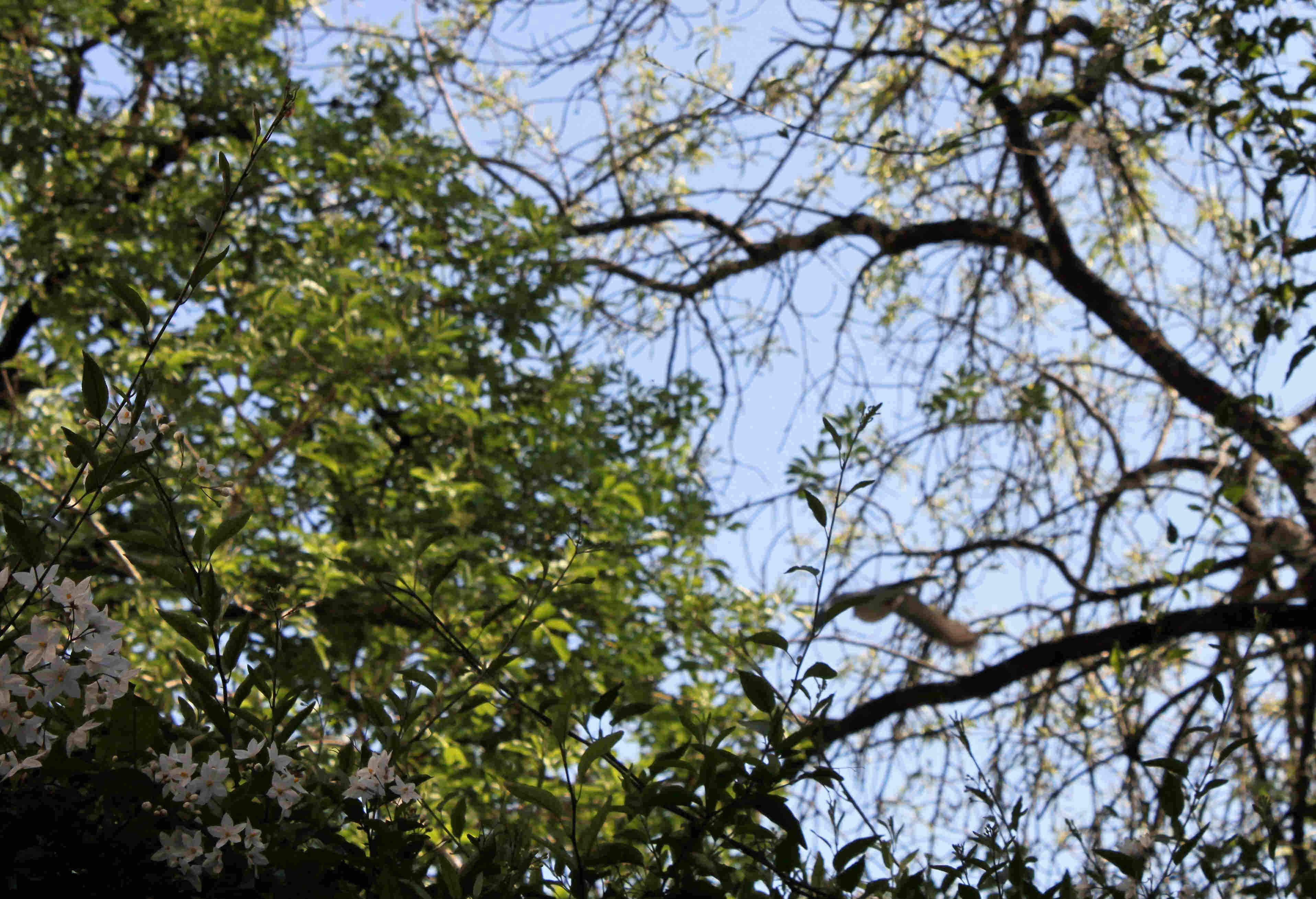 Annexe biodiversité+ (2).jpg