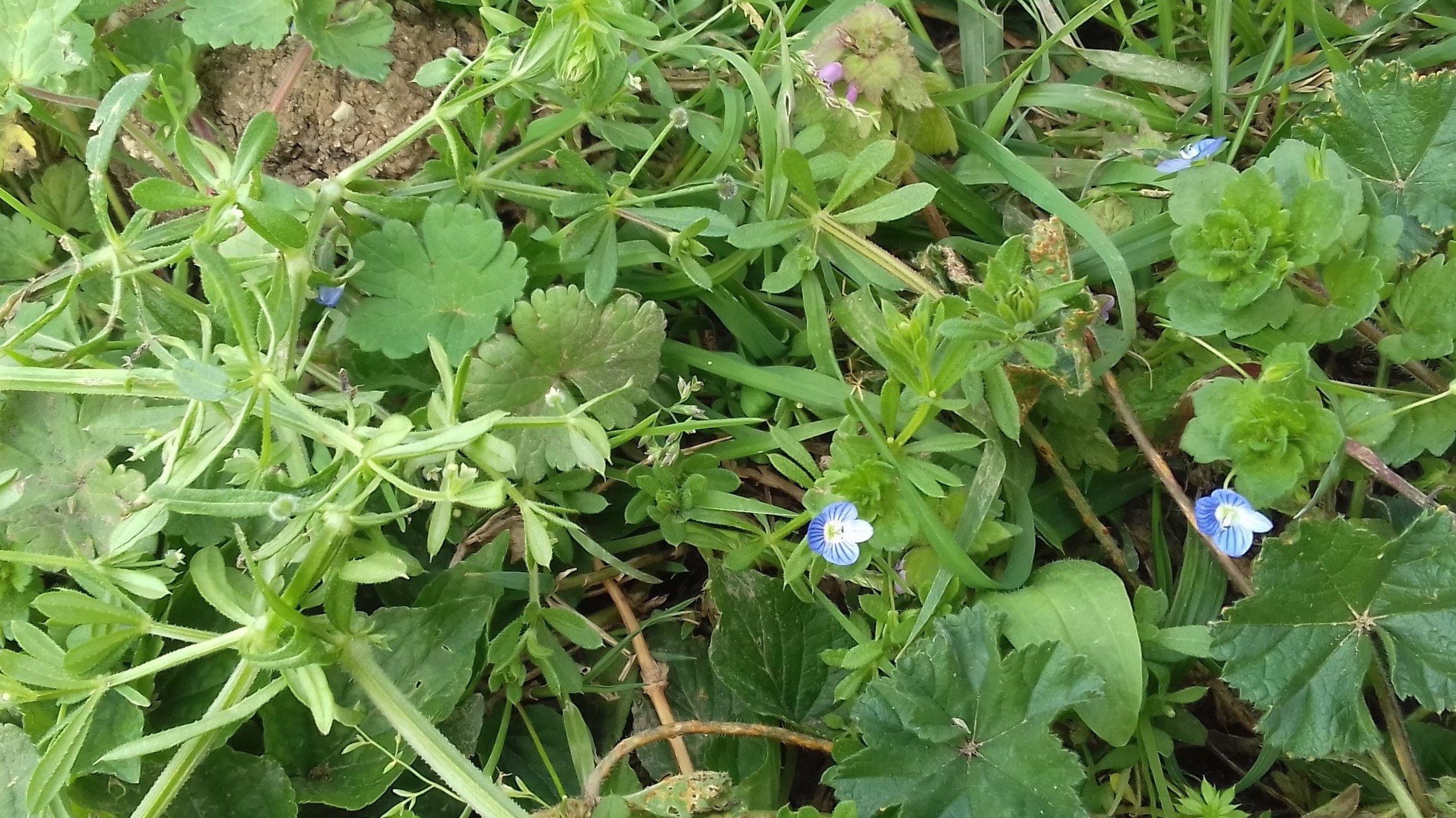 Annexe 20200327_150718 111.jpg