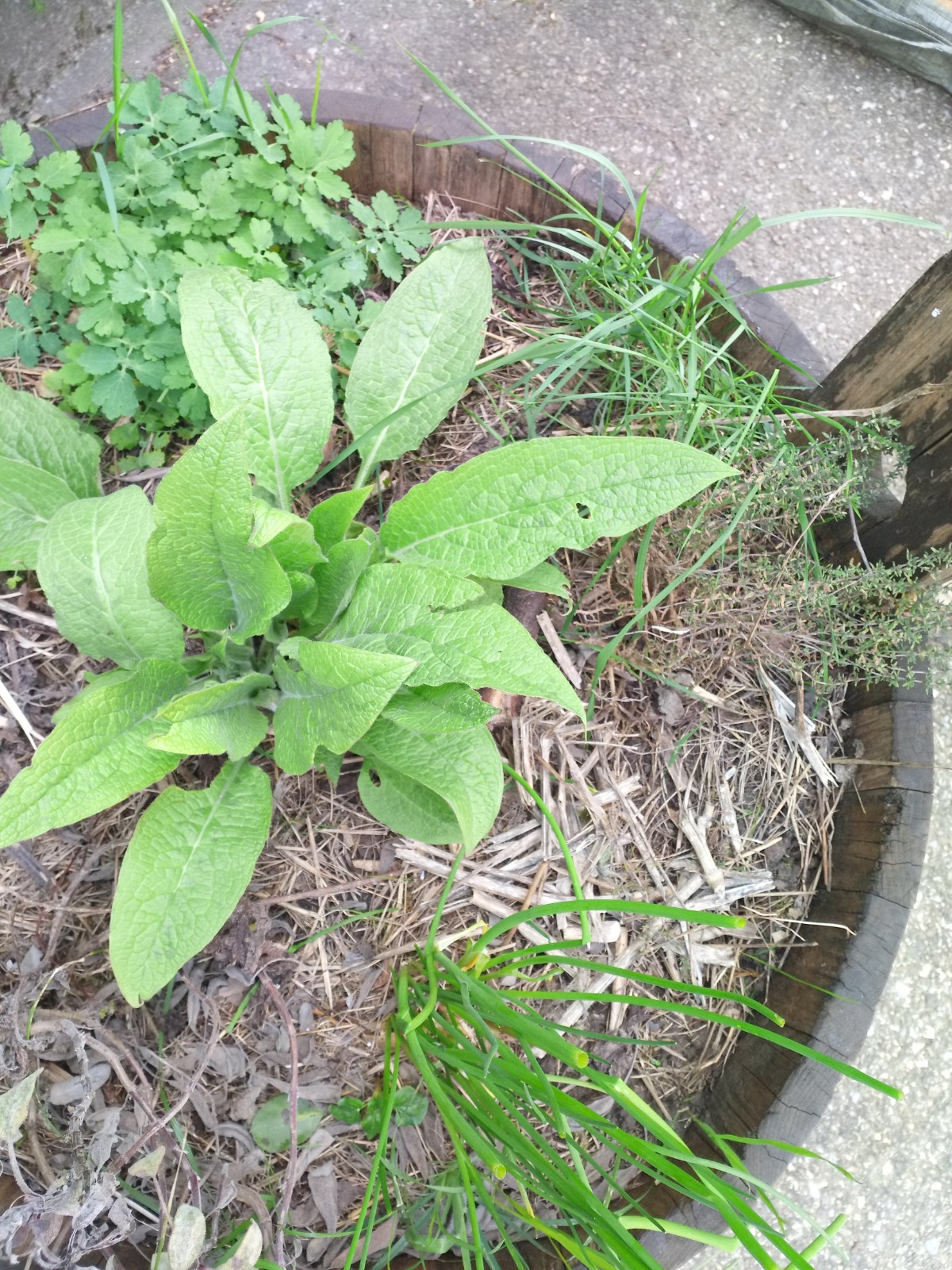 Annexe IMG_20200327_154706.jpg