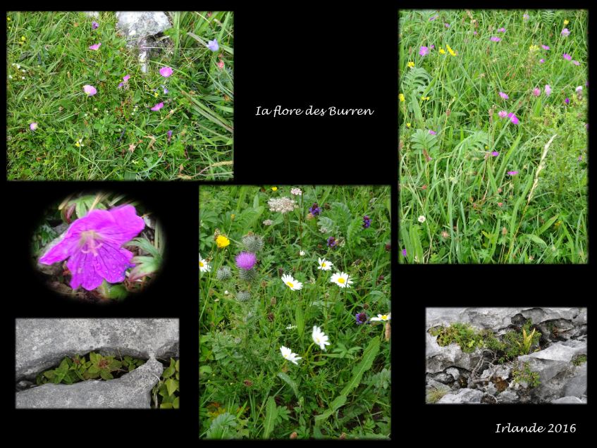 Annexe La flore des Burren - Irlande.JPG