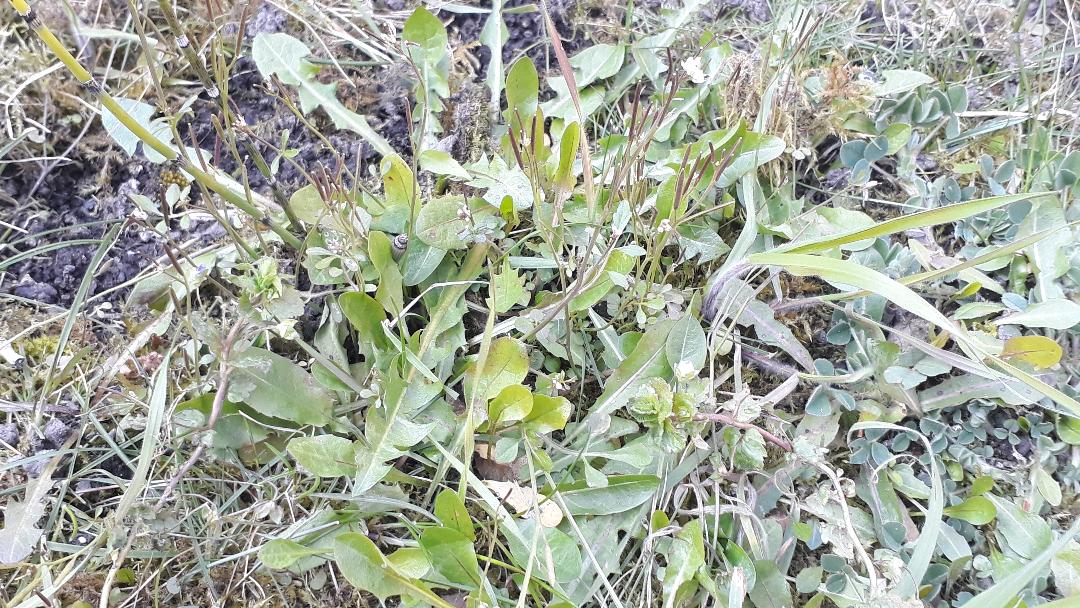 Annexe biodiv mooc.jpg