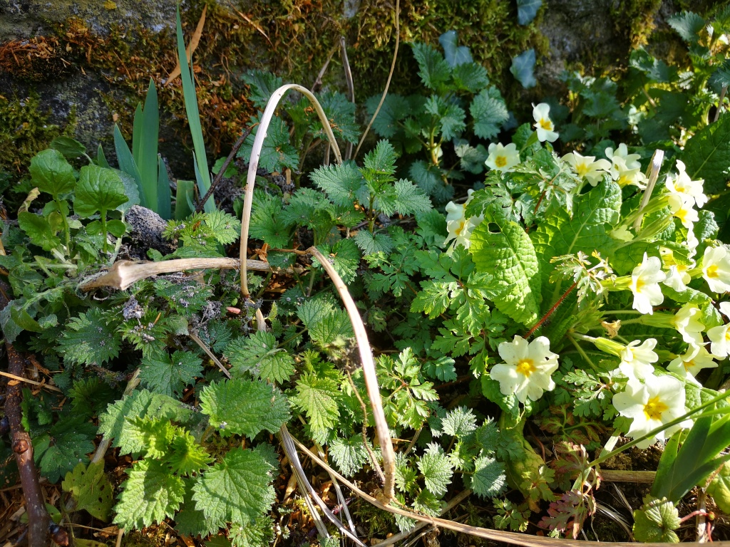 Annexe IMG_20200327_150646.jpg