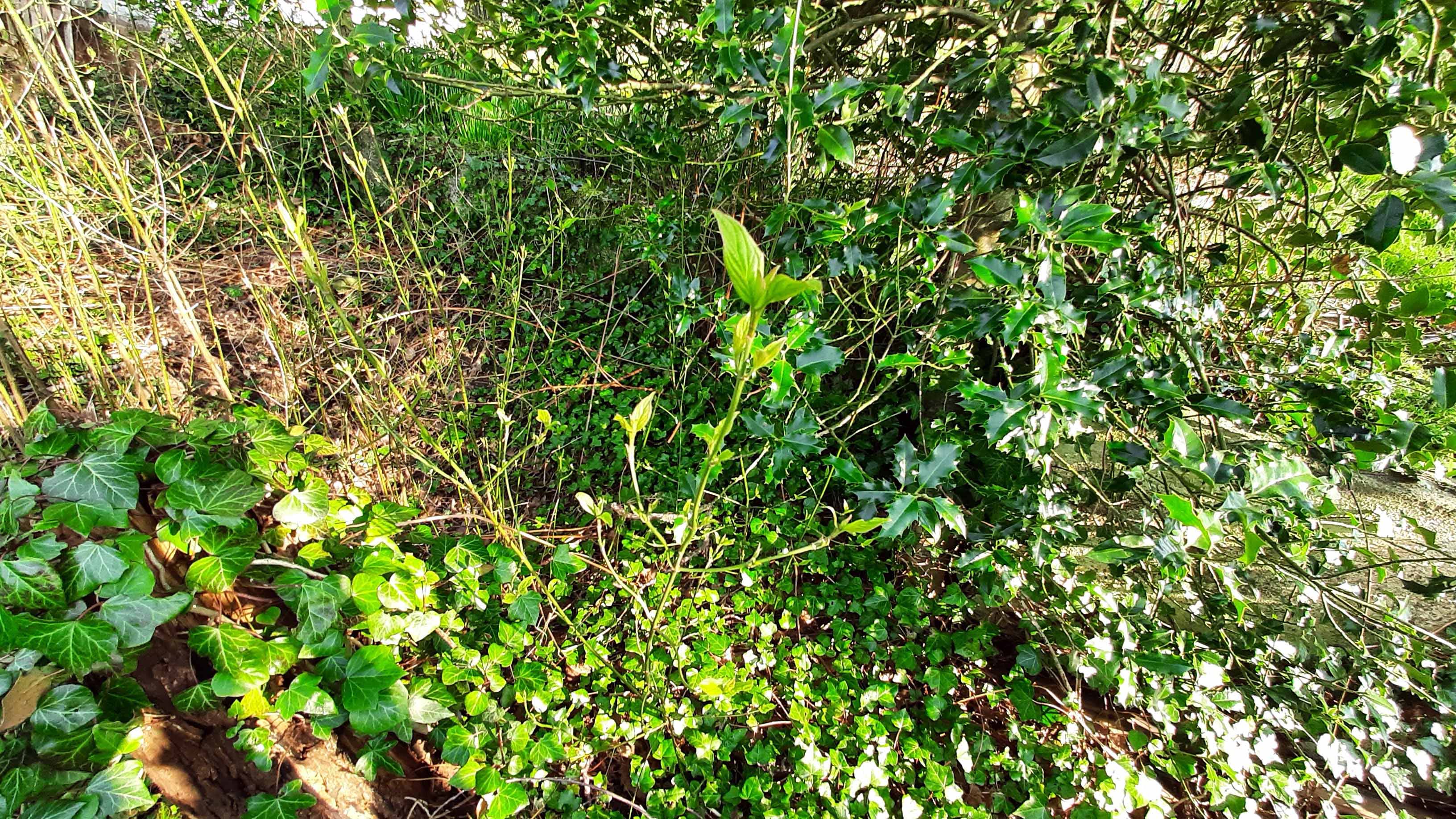Annexe Biodiversité au jardin.jpg