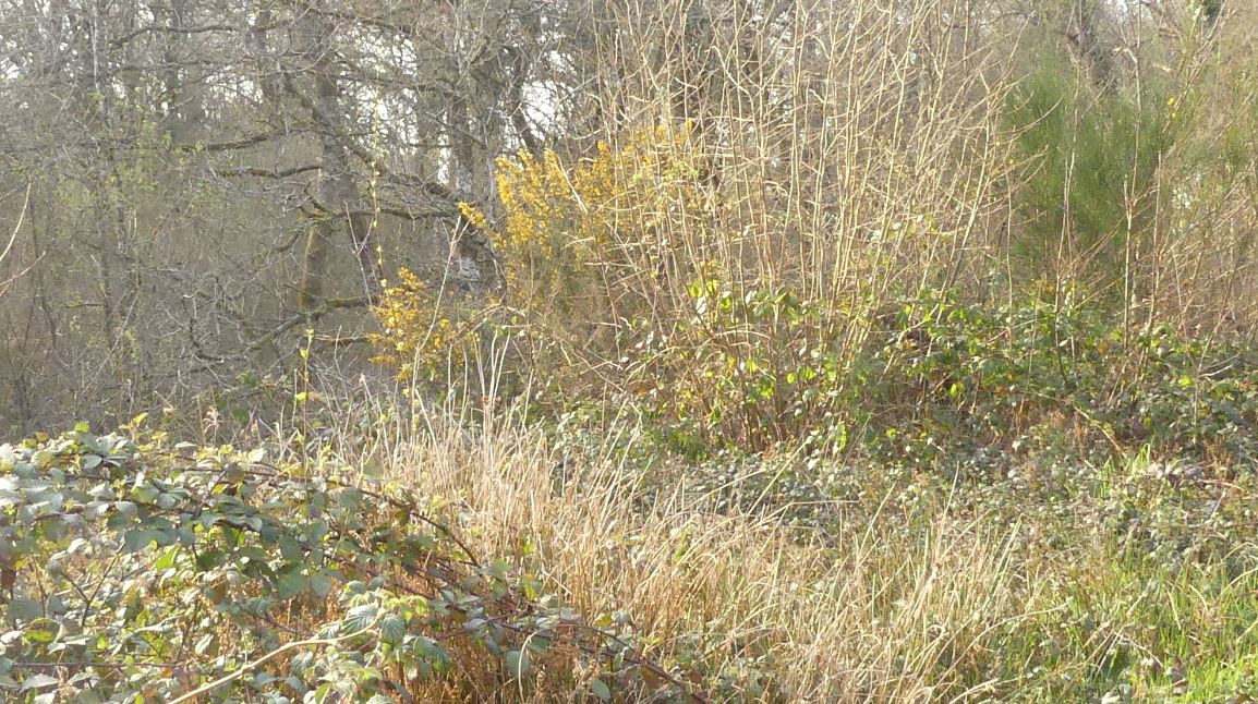 Annexe Biodiversité.JPG