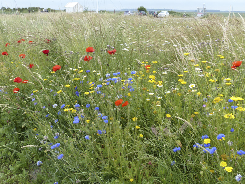 Annexe En baie de Somme.jpg