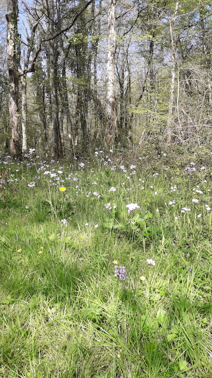 Annexe Sol sousbois.jpg