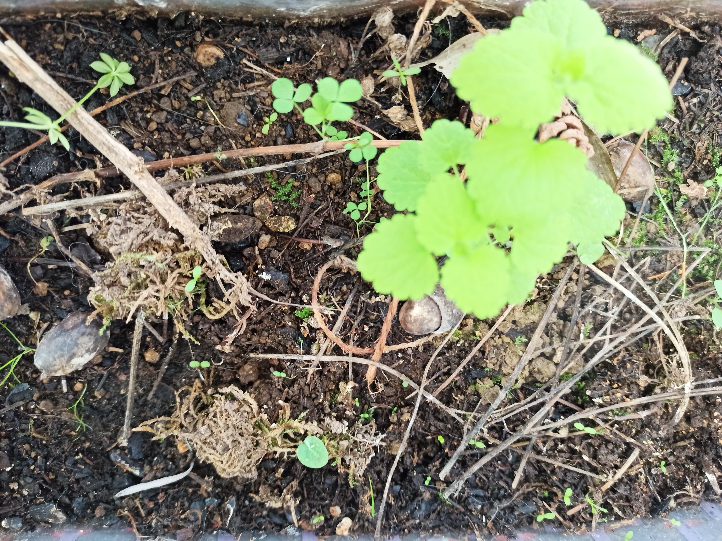 Annexe Biodiversité dans peu despace.jpg