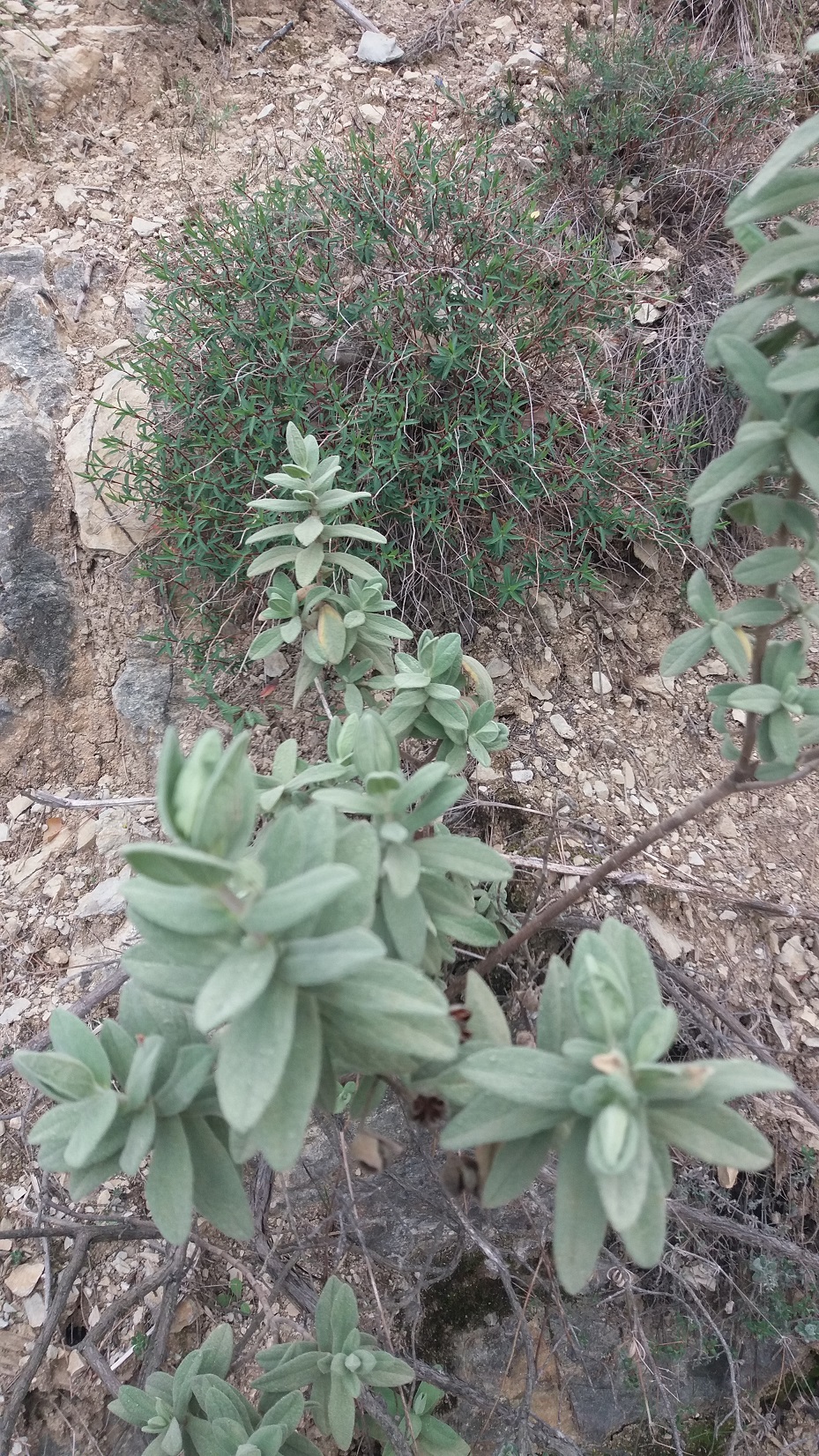 Annexe Ciste et Alavert a feuilles étroites.jpg