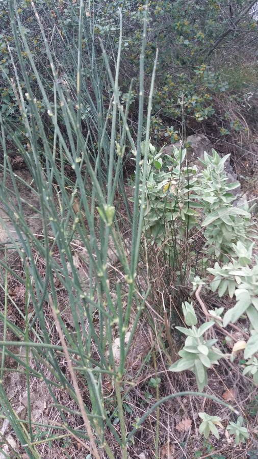 Annexe Genet et ciste.JPEG