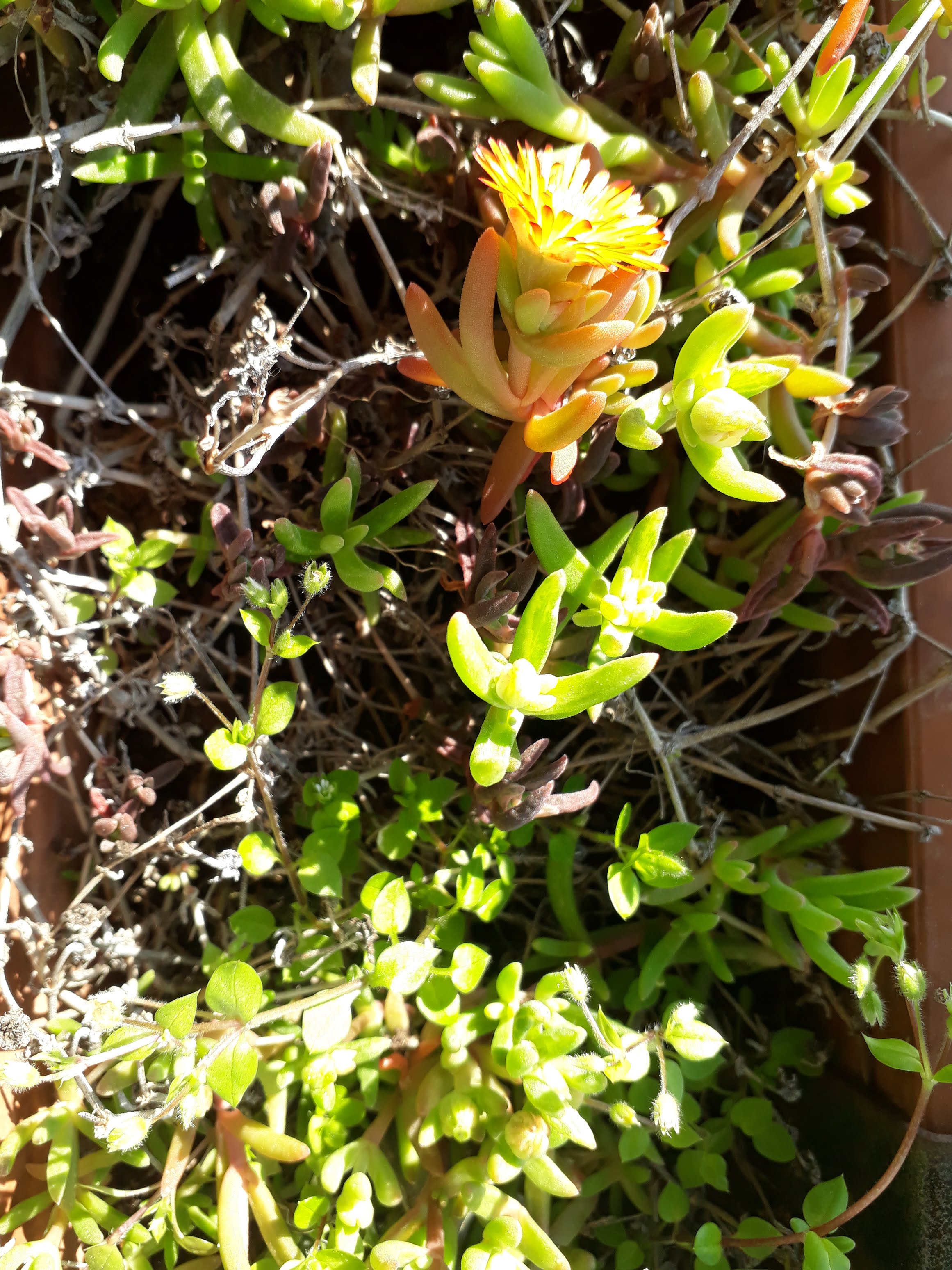 Annexe 20200327_152528.jpg