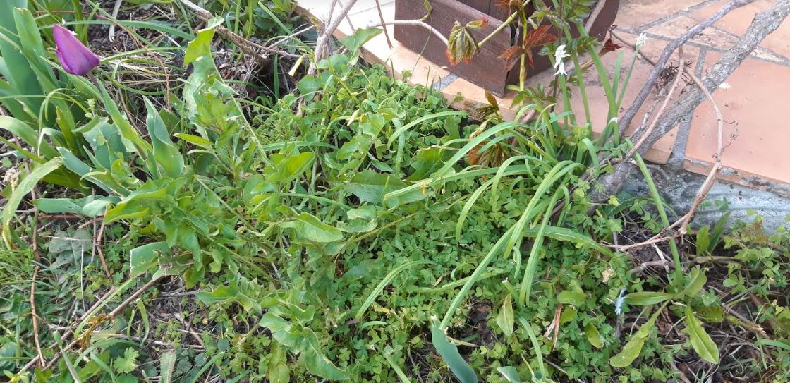 Annexe biodiversité.JPG