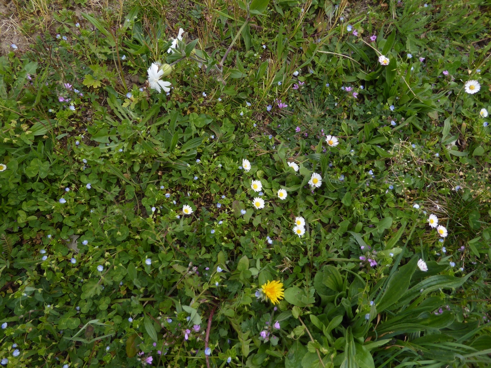 Annexe biodiversité.jpg
