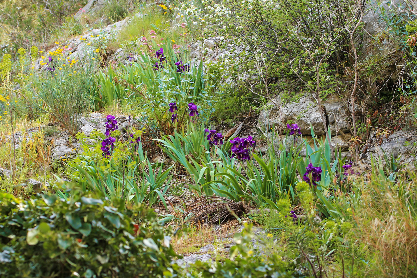 Annexe biodiversité.jpg