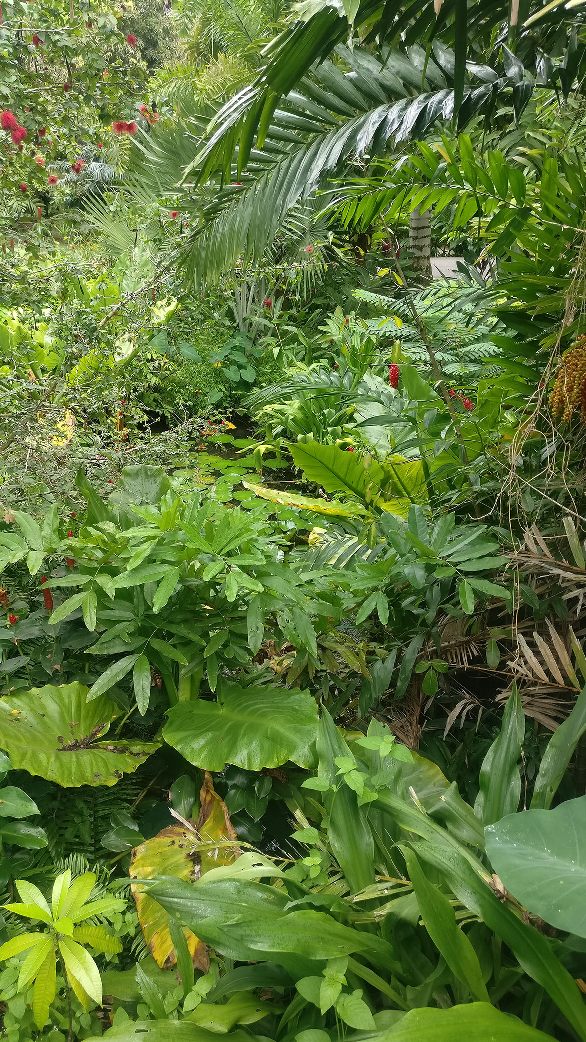 Annexe Biodiversité Seychelles.jpg