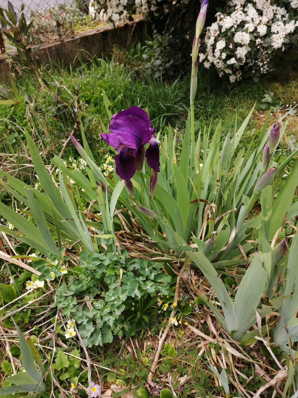 Annexe Iris_Saint Just dAvray.jpeg