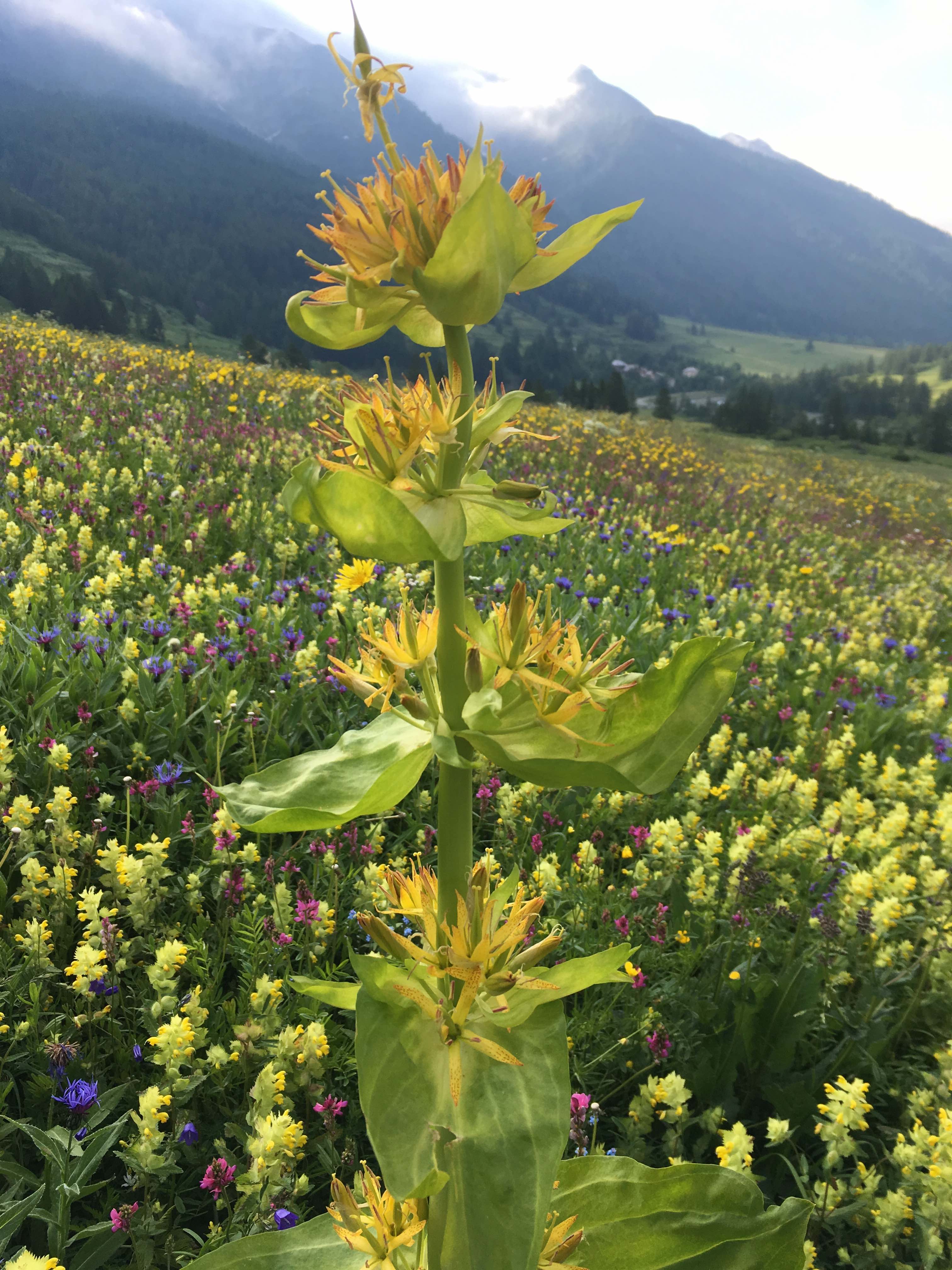 Annexe IMG_2732 2.jpg