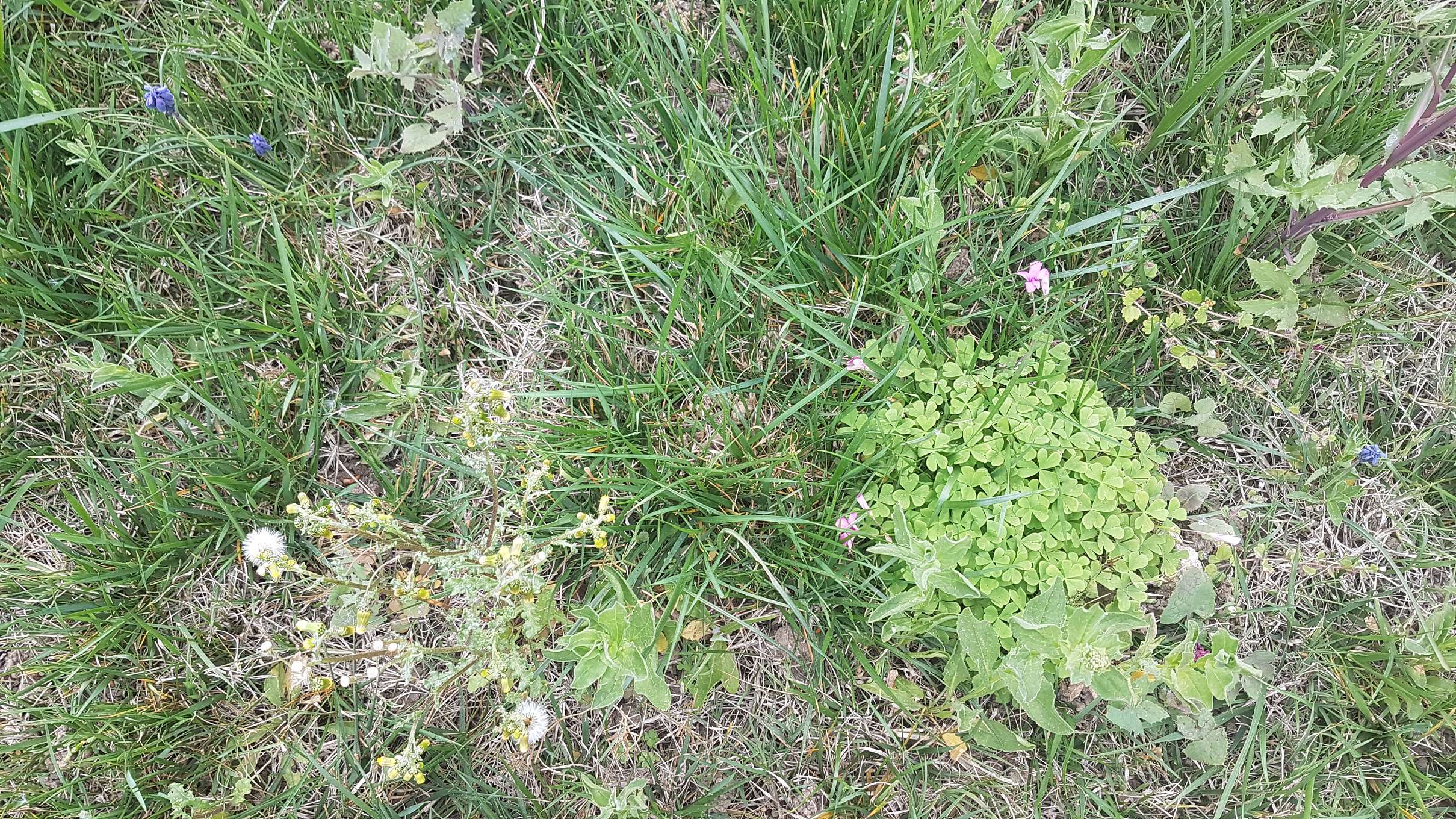 Annexe 20200327_174545.jpg